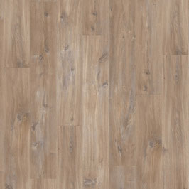 40127 Canyon Eik Bruin