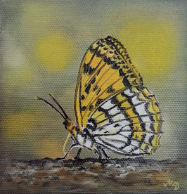 Schmetterling fein