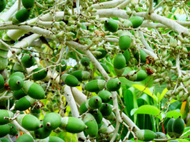 Postkarte - Jamaica nuts