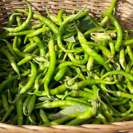 PIPARRAS