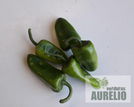PIMIENTO DEL PIQUILLO VERDE ECOLÓGICO