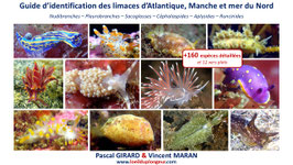 Guide Limaces de mer Atlantique, Manche et mer du Nord