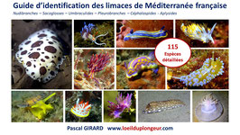 > Guide d'identification des limaces de mer Méditerranée française