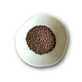Moutarde brune BIO