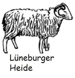 Souvenir / Motiv Heidschnucke Lüneburger Heide