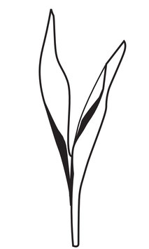 Tulpen-Blätter weiß maxi
