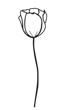 Tulpe gerade weiß maxi