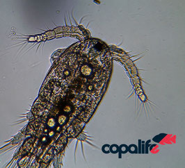 Mariner Copepode Apocyclops panamensis