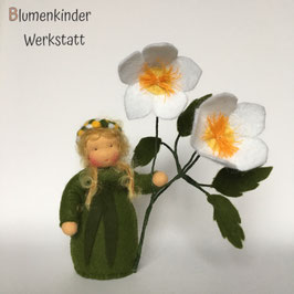 Christrose weiß