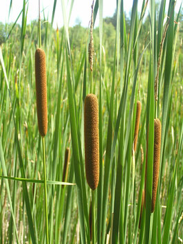 Thypha latifolia