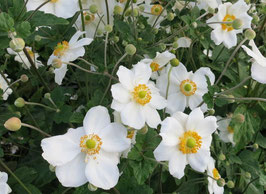 Anemone hybrida Honorine Jobert