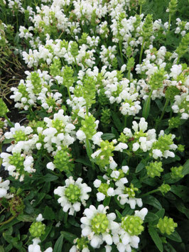 Prunella grandiflora Alba