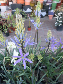 Camassia leichtlinii Caerulea