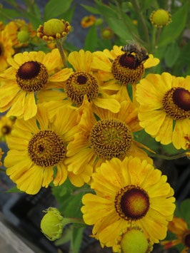 Helenium Goldrausch