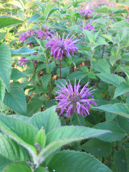 Monarda Blaustrumpf