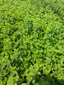 Mentha spicata Maroccan