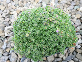 Thymus praecox Pygmaeus (Minor)