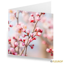 Kirschblüten