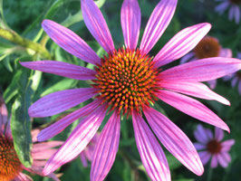 Echinacea purpurea