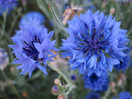 Cyanus segetum (Centaurea cyanus)