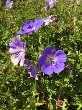 Geranium Rozanne (Jolly Bee)