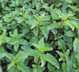 Mentha species Balsamit