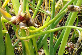 Allium cepa var. viviparium
