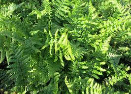 Dryopteris filix-mas