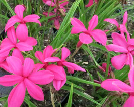 Rhodohypoxis baurii