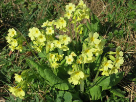 Primula elatior