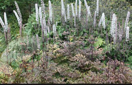 Actaea (Cimicifuga) simplex Atropurpurea