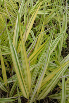 Hakonechloa macra Aureola