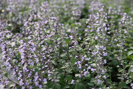 Calamintha nepeta Blue Cloud