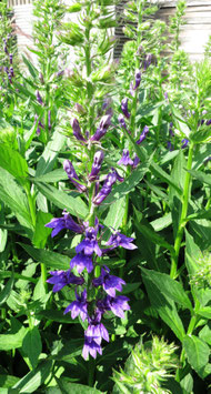 Lobelia speciosa Fan Blue