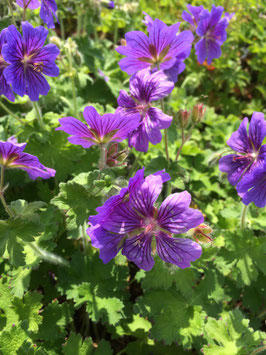 Geranium ibericum