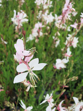 Gaura lindheimeri Short Form