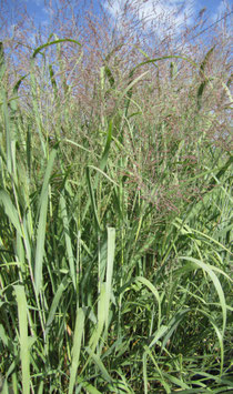 Panicum virgatum Dallas Blue