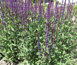 Salvia nemorosa Caradonna