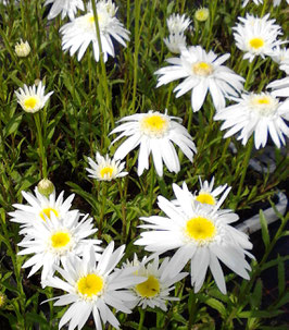 Leucanthemum superbum Christine Hagemann