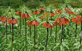 Fritillaria imperialis Rubra