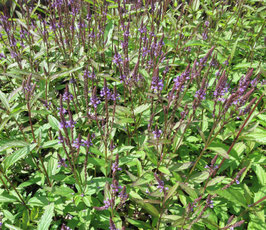 Verbena hastata Blue Spire