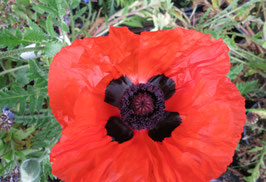 Papaver orientale Brilliant