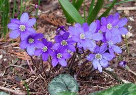 Hepatica nobilis