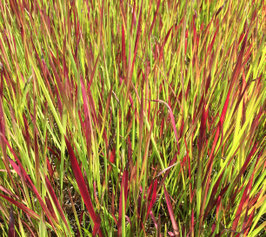 Imperata cylindrica Red Baron