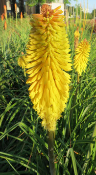 Kniphofia Yellow Hammer