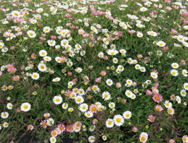 Erigeron karvinskianus