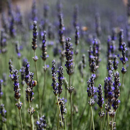 Lavendel