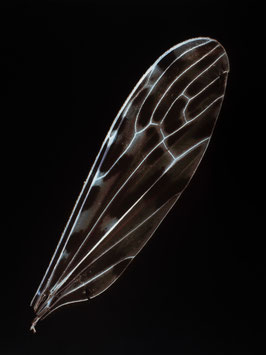Angelika Krinzinger, Baby Wings # 1, 2022