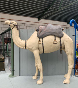 Grote kameel