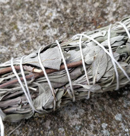 Bâton de sauge guarani  13/15 cm (Salvia guaranitica)